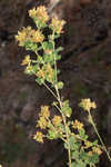 Hairy lespedeza